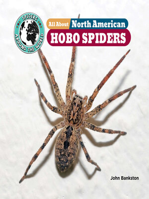 cover image of All About North American Hobo Spiders